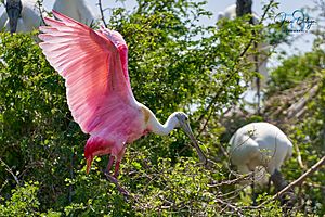 RoseateSpoonbillCatazaja.jpg