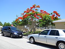 Royal Poinciana (Delonix regia) 006