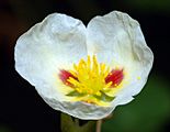 Sagittaria montevidensis - blossom (aka)