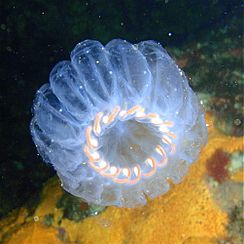 Salp colony, Aorangaia PA171899