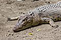 Saltwater crocodile (Crocodylus porosus), Gembira Loka Zoo, 2015-03-15 01