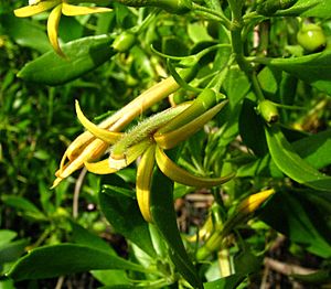 Scaevola gaudichaudii (5420891014).jpg