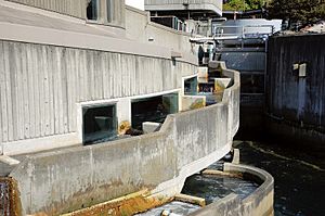 Seattle Aquarium Fish Ladder