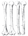 Sinanthropus Humerus II reconstruction