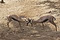 Speke's Gazelle - Gazella spekei.jpg