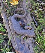 Taricha granulosa (Rough-skinned newt)