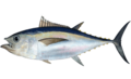 Thunnus obesus.png