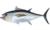 Thunnus obesus.png