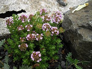 Thymus camphoratus 1