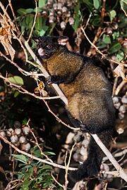 Trichosurus vulpecula brown form