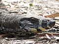 Varanus varius (12209494164)