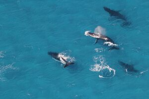 Whales in Moreton Bay