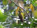 White-throated Bulbul (Alophoixus flaveolus) in tree, from behind
