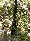 White alder in uvas canyon