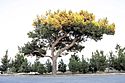 Calabrian/Afghan pine tree