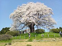 醍醐桜