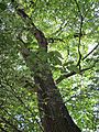 20120816Ulmus glabra06