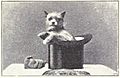 Affenpinscher circa 1915