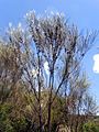 Allocasuarina distyla Ku-ring-gai Chase