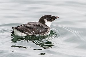 Ancient Murrelet - Semiahmoo Spit.jpg