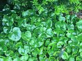 Asarum europaeum in early June