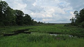 Backus Creek State Game Area1.jpg