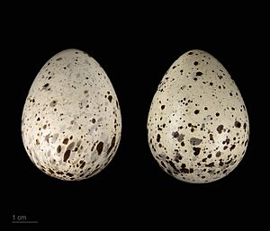 Bartramia longicauda MHNT.ZOO.2010.11.147.11