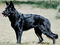 Black-german-shepherd