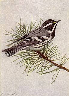 Black-throated Gray Warbler NGM-v31-p316-C