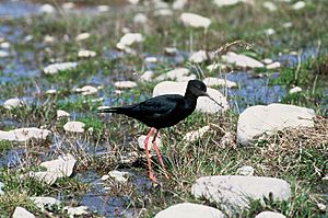 Black Stilt DOC