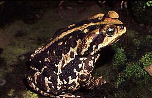 Bufo ictericus01.jpg