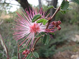 Calliandra eriophylla.jpg