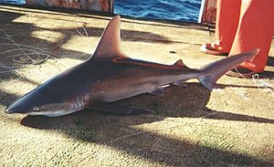 Carcharhinus plumbeus