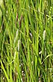 Carex utriculata lake-margin sedge close Heart Lake
