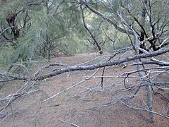 Casuarina litter