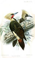 CeleusKerriKeulemans