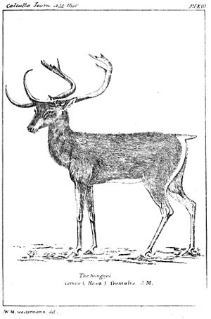 Cervus frontalis