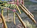 Cleome serrulata (8009474054)