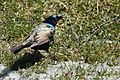 Common Grackle - Iridescence