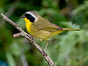 Common Yellowthroat by Dan Pancamo.jpg