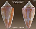 Conus anabathrum antoni 1