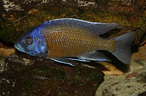 Copadichromis borleyi2.jpg