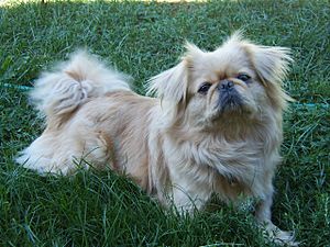 Cotton the Pekingese