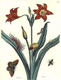 De Europische Insecten Merian Bernard