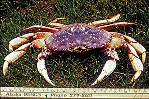 DungenessCrab