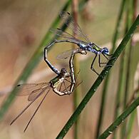 Emerald damselflies (Lestes sponsa) mating