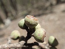 Eucalyptus caliginosa fruit