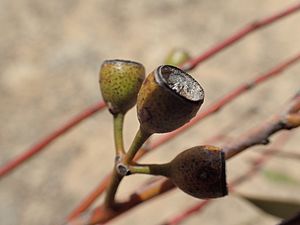 Eucalyptus comitae-vallis fruit (2)