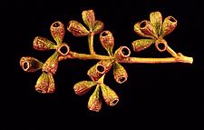 Eucalyptus microcarpa fruit