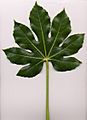 Fatsia japonica leaf